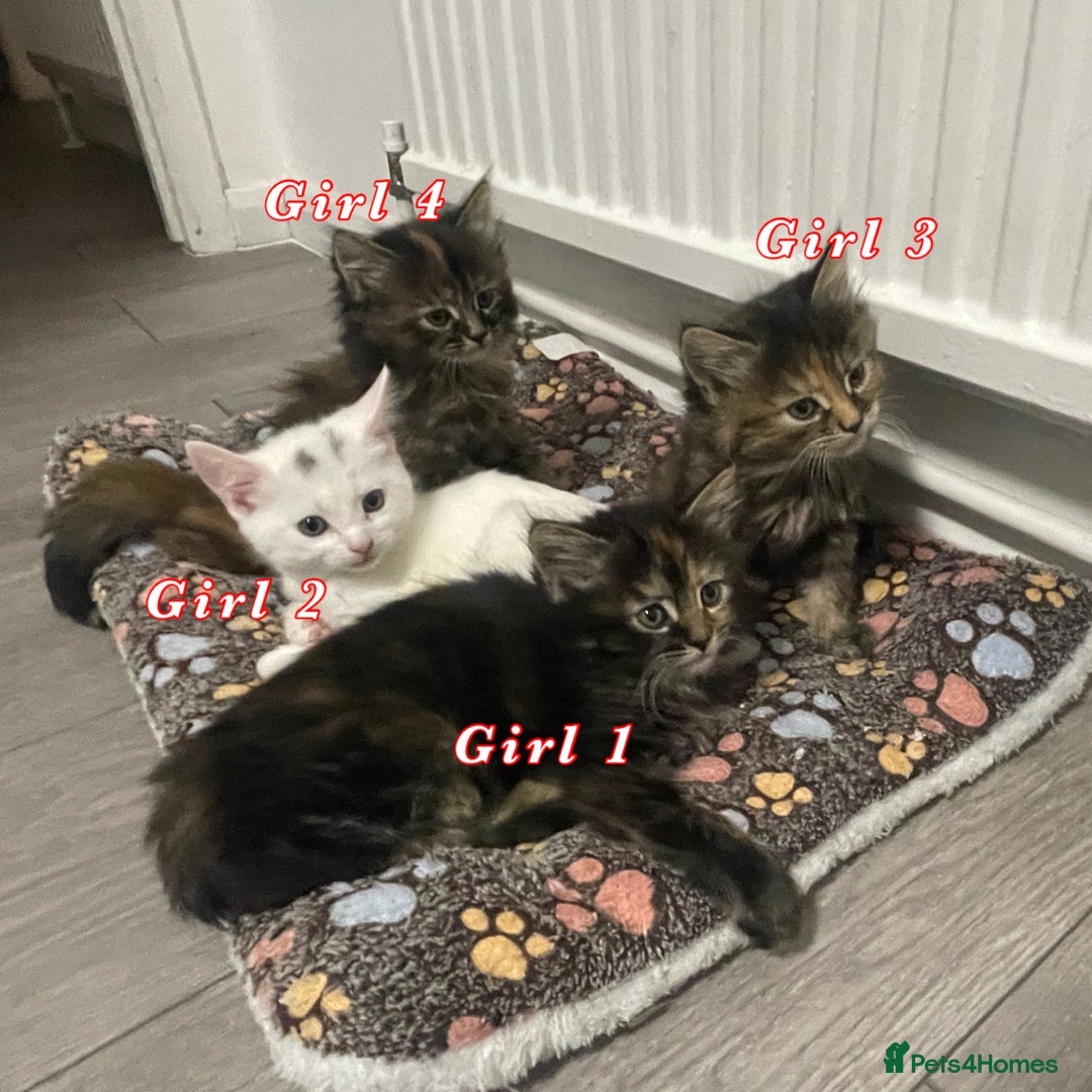 Mixed Breed cats for sale: 4 female kittens are looking for loving homes 🏡  - Advert 1