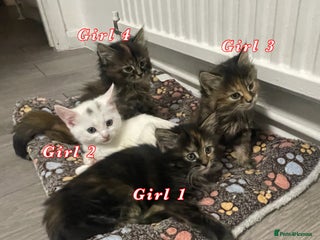 Mixed Breed cats 4 female kittens are looking for loving homes 🏡 - Advert 2