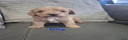 Cavapoo dogs for sale: F1 Cavapoo's  - Advert 19