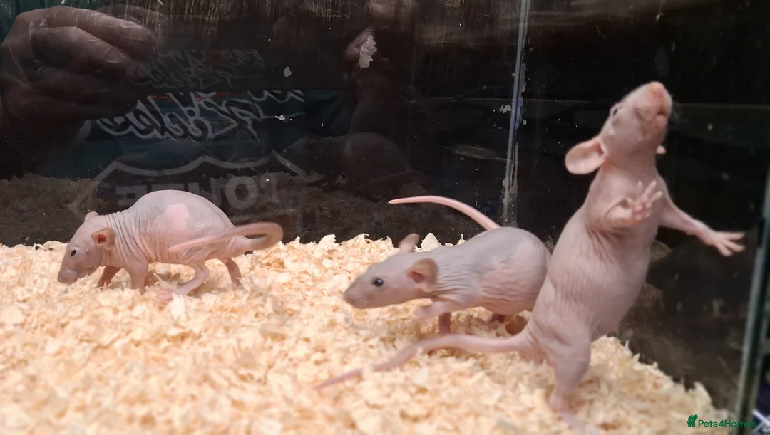Rat rodents for sale: Baby Dumbo rats, natural, Rex , Nakeds - Advert 35