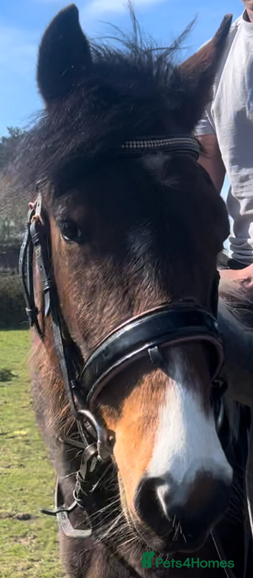 American Standardbred horses for sale: ✨destiny✨ in Sheerness - Advert 2