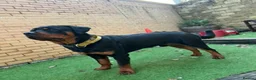 Rottweiler dogs for stud: Homebred chunky Rottweiler for stud  in Barnsley - Advert 2