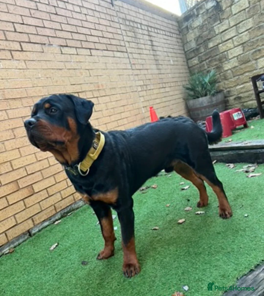 Rottweiler dogs for stud: Homebred chunky Rottweiler for stud  in Barnsley - Advert 2