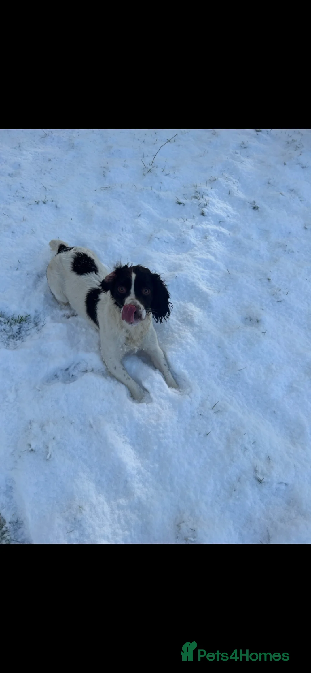 English Springer Spaniel dogs for sale: Beautiful KC English Springer Spaniels  in Stoke-on-Trent - Advert 15