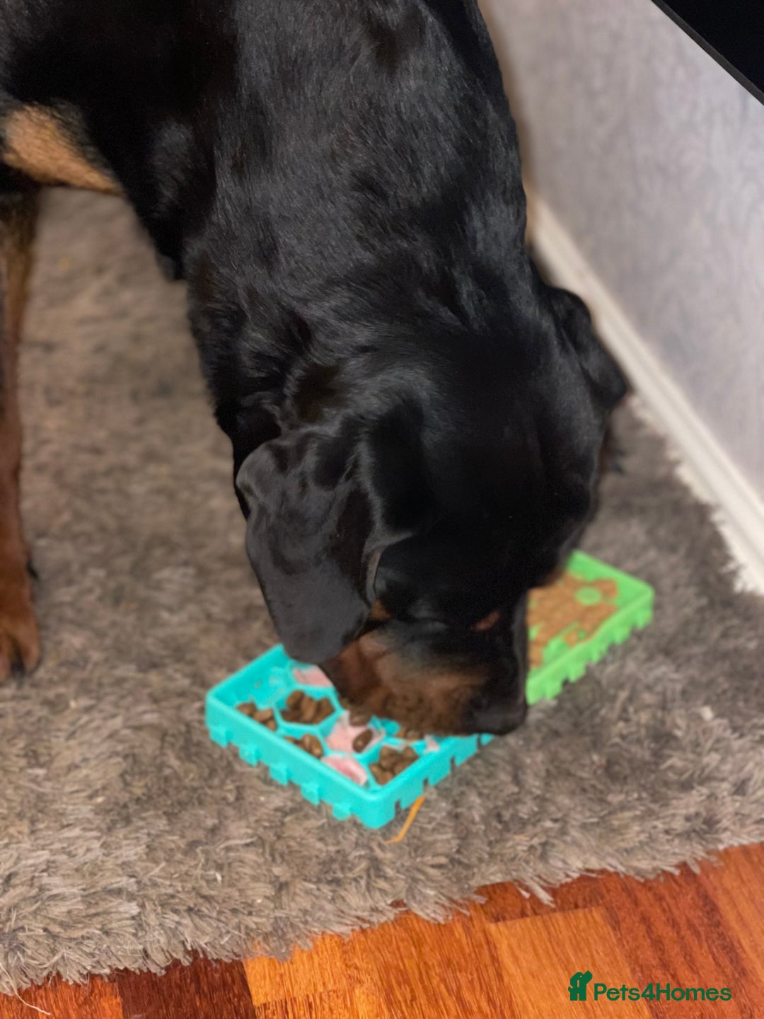 Rottweiler dogs for sale: 3 Year old Rottweiler for sale  - Image 9