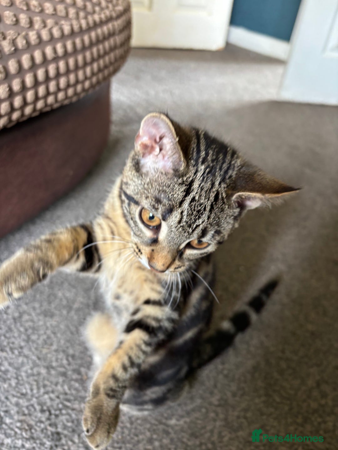 Mixed Breed cats for sale: 2 beautiful female kittens - Image 10