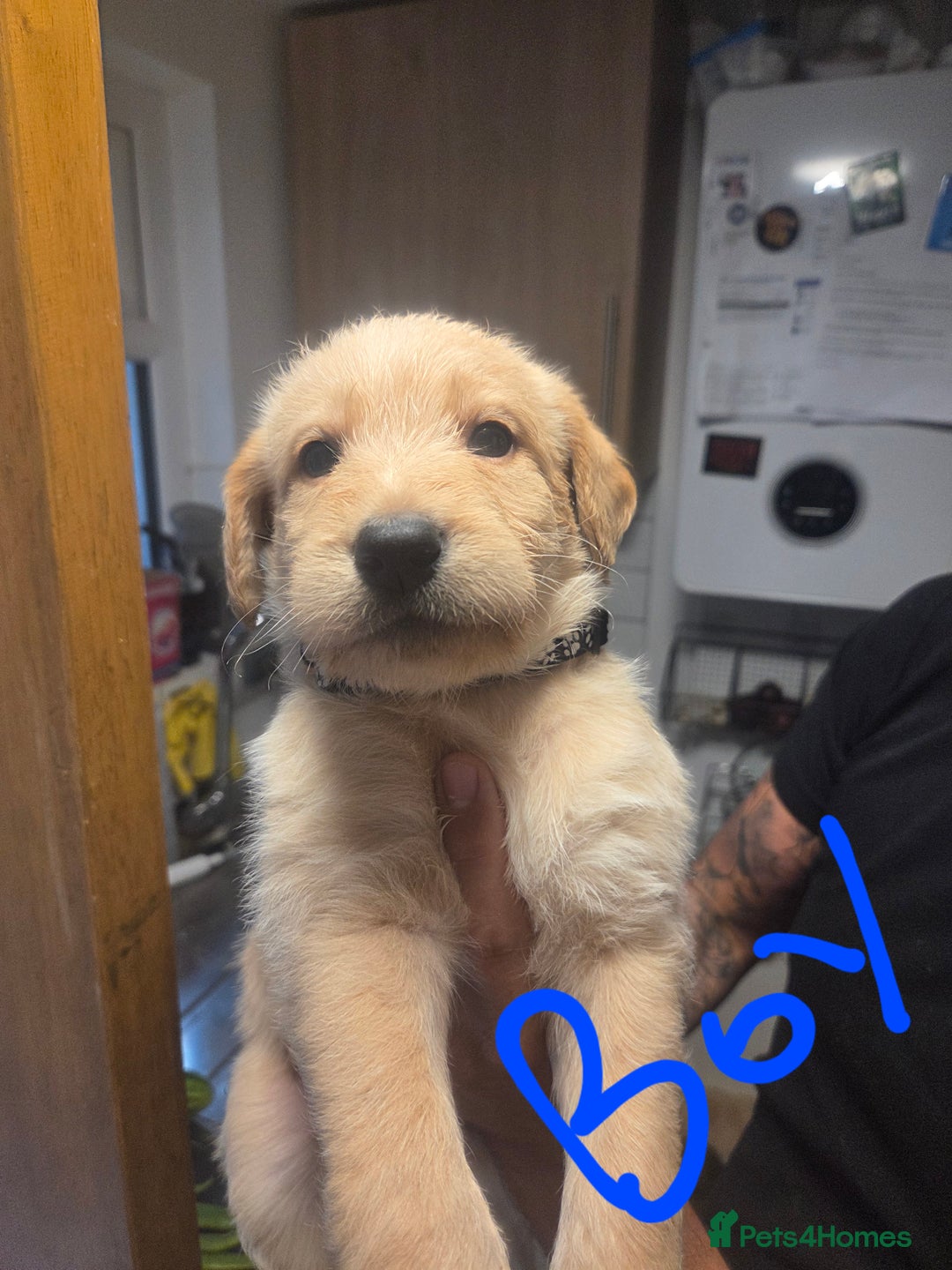 Labradoodle dogs for sale: 6x male 2x female labradoodle puppies - Image 3