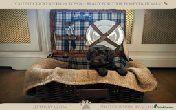 Cockapoo dogs for sale: 5 males, 7 week old Cockerpoo for sale  - Image 11