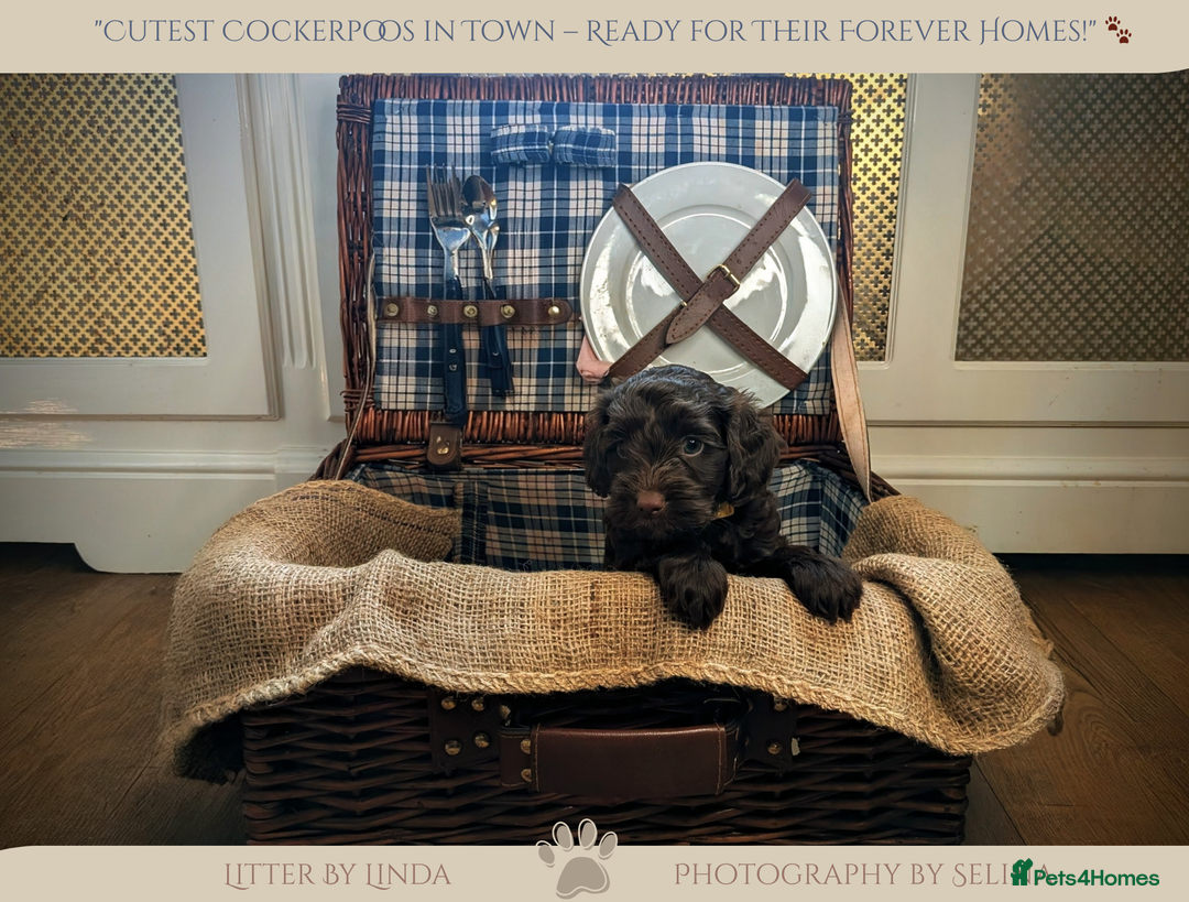 Cockapoo dogs for sale: 5 males, 7 week old Cockerpoo for sale  - Image 11