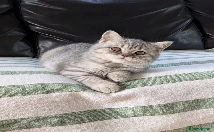 Scottish Fold cats - Advert 3