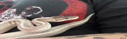 Python Snake reptiles for sale: Ghost comes with her full set up  - Advert 1
