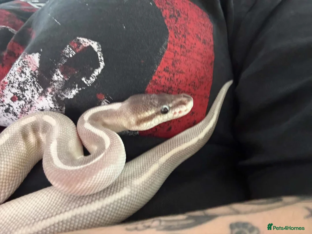 Python Snake reptiles for sale: Ghost comes with her full set up  - Advert 1