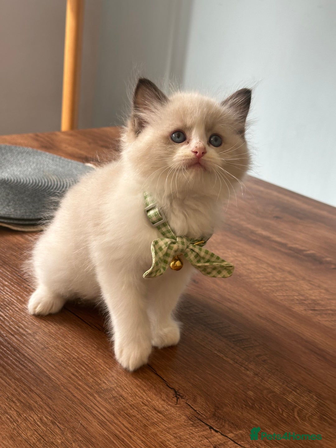 Ragdoll cats for sale: TICA Registered Ragdoll Kittens - Image 34