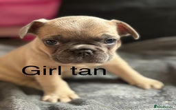 French Bulldog dogs for sale:  French bulldogs  - Image 6