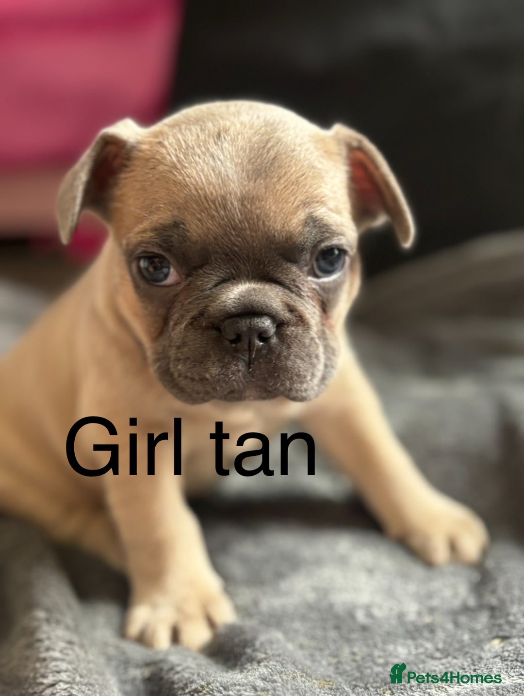 French Bulldog dogs for sale:  French bulldogs  - Image 6