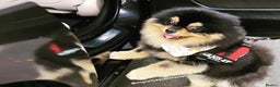 Pomeranian dogs for stud: Well Proven Stunning Black and Tan Pomeranian Stud in Ebbw Vale - Advert 6