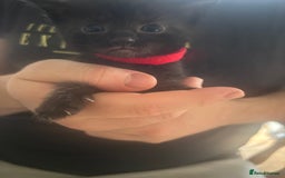 Mixed Breed cats for sale: 9 beautiful kittens  - Image 10