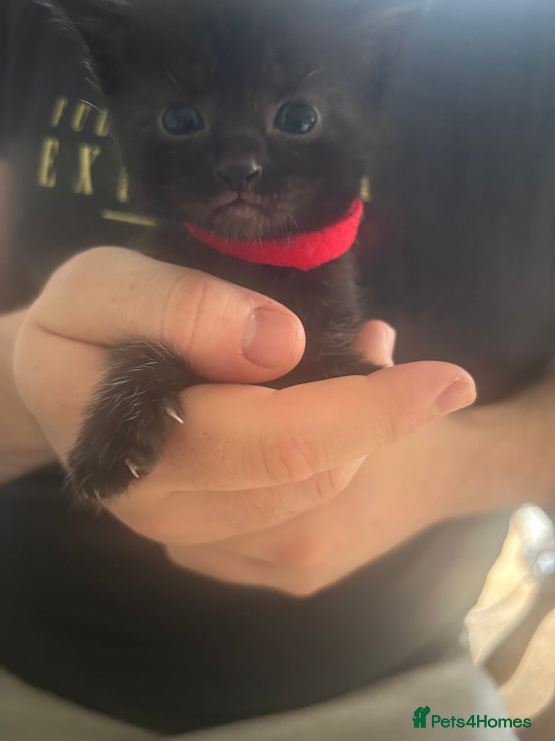 Mixed Breed cats for sale: 9 beautiful kittens  - Image 10