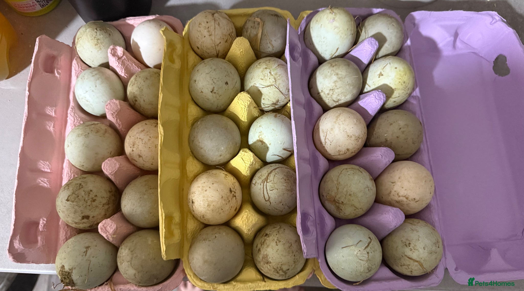 Ducks poultry Duck hatching eggs  - Advert 1