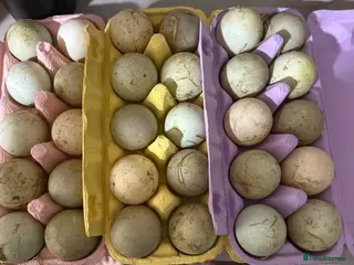 Ducks poultry for sale: Duck hatching eggs - Advert 2
