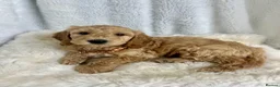 Goldendoodle dogs for sale: Top quality, health tested multiGen Double Doodles - Advert 16