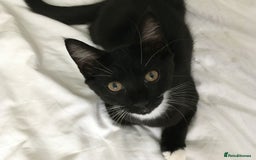 Mixed Breed cats for sale: Kittens looking for their forever home - Image 4
