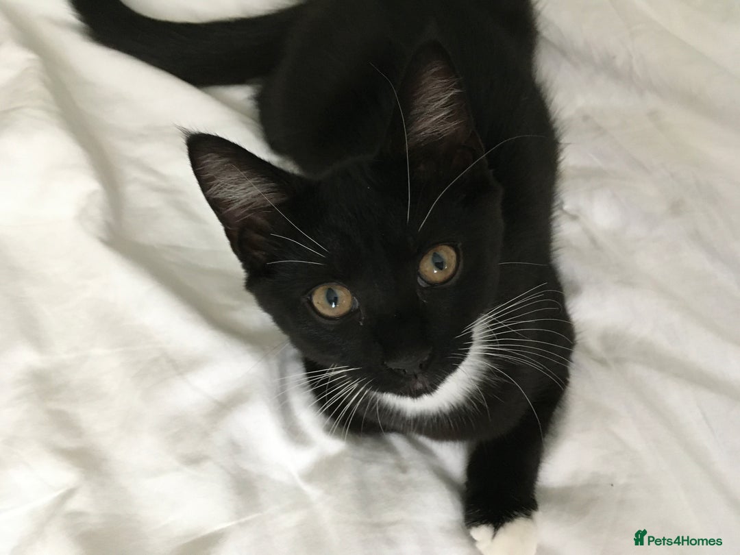 Mixed Breed cats for sale: Kittens looking for their forever home - Image 4