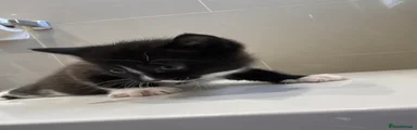 Tuxedo