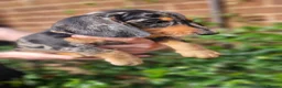 Dachshund dogs for sale: Beautiful dapple daschunds - Advert 13