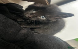 Russian Blue cats for sale: Russian blue kittens cross - Image 8
