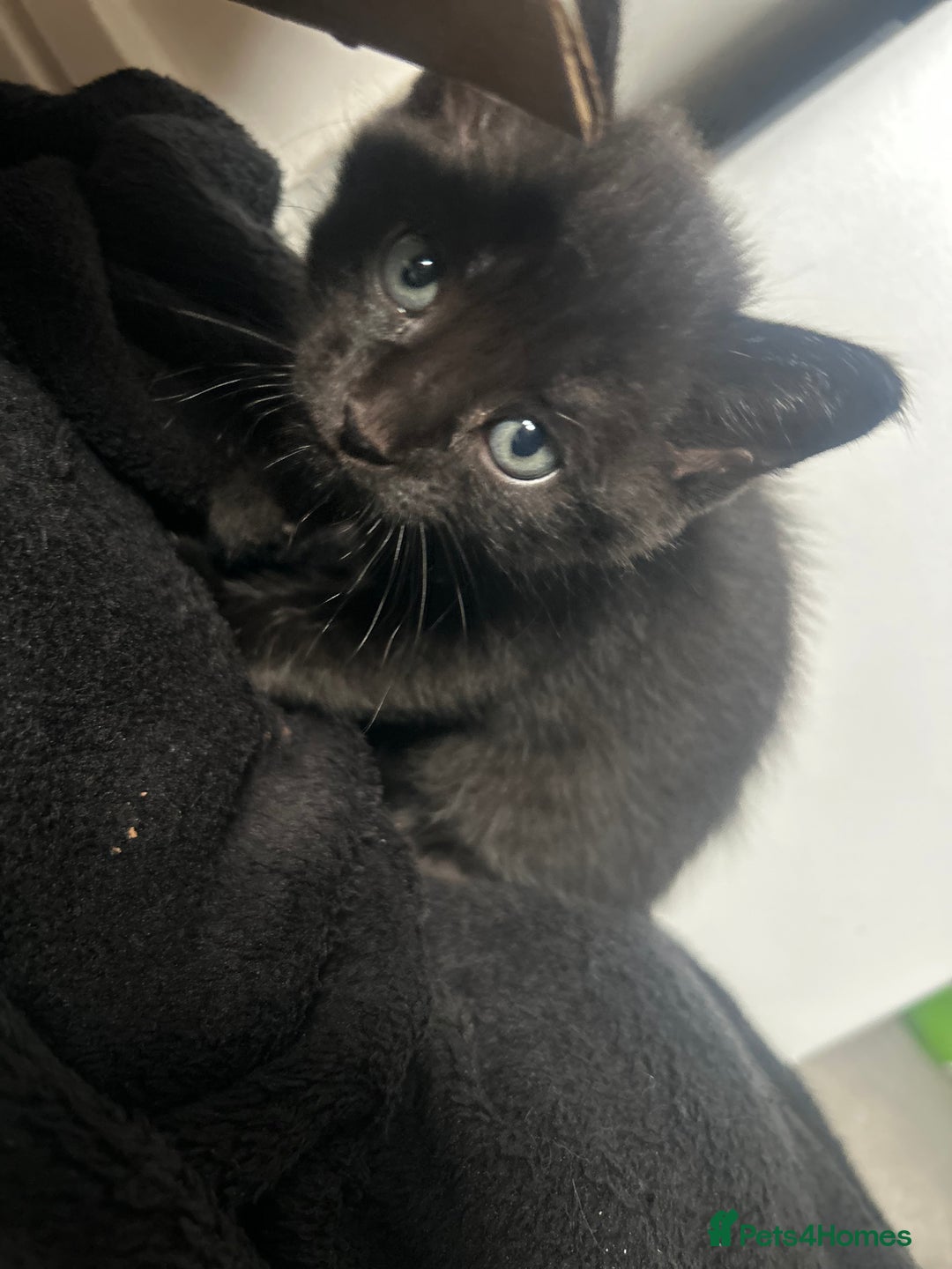 Russian Blue cats for sale: Russian blue kittens cross - Image 8