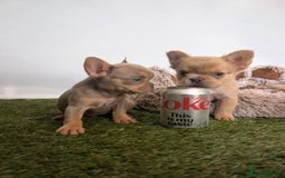 French Bulldog dogs for sale: Fluffy French Bulldogs/DNA Tested Parents  - Image 15