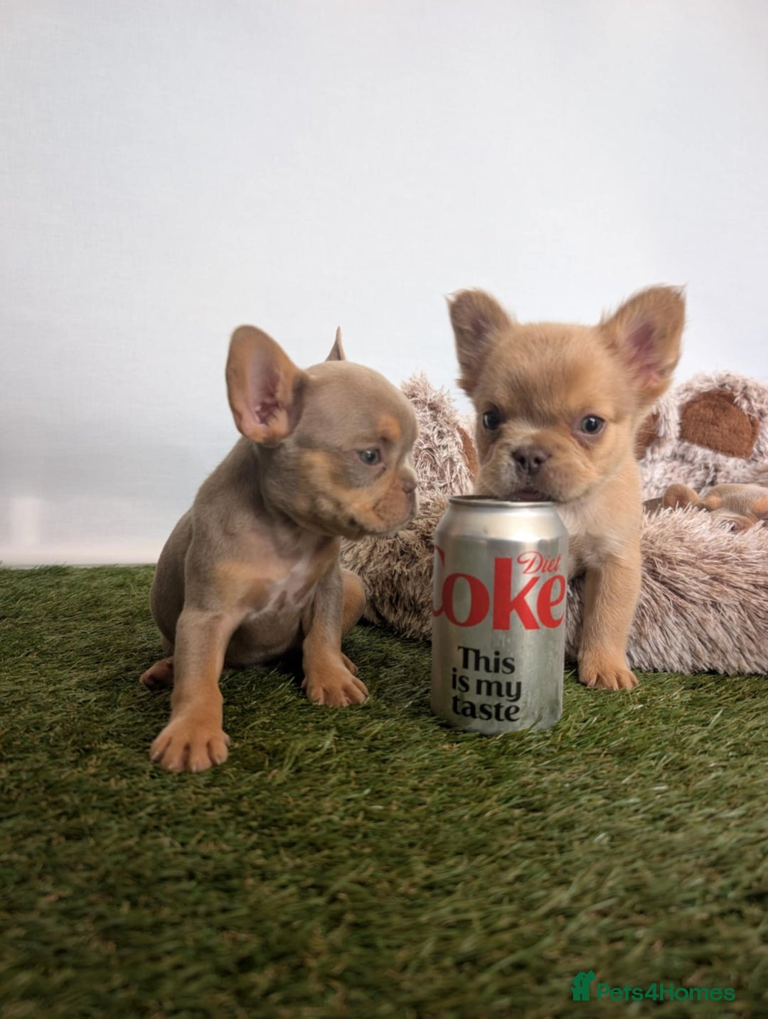 French Bulldog dogs for sale: Fluffy French Bulldogs/DNA Tested Parents  - Image 15