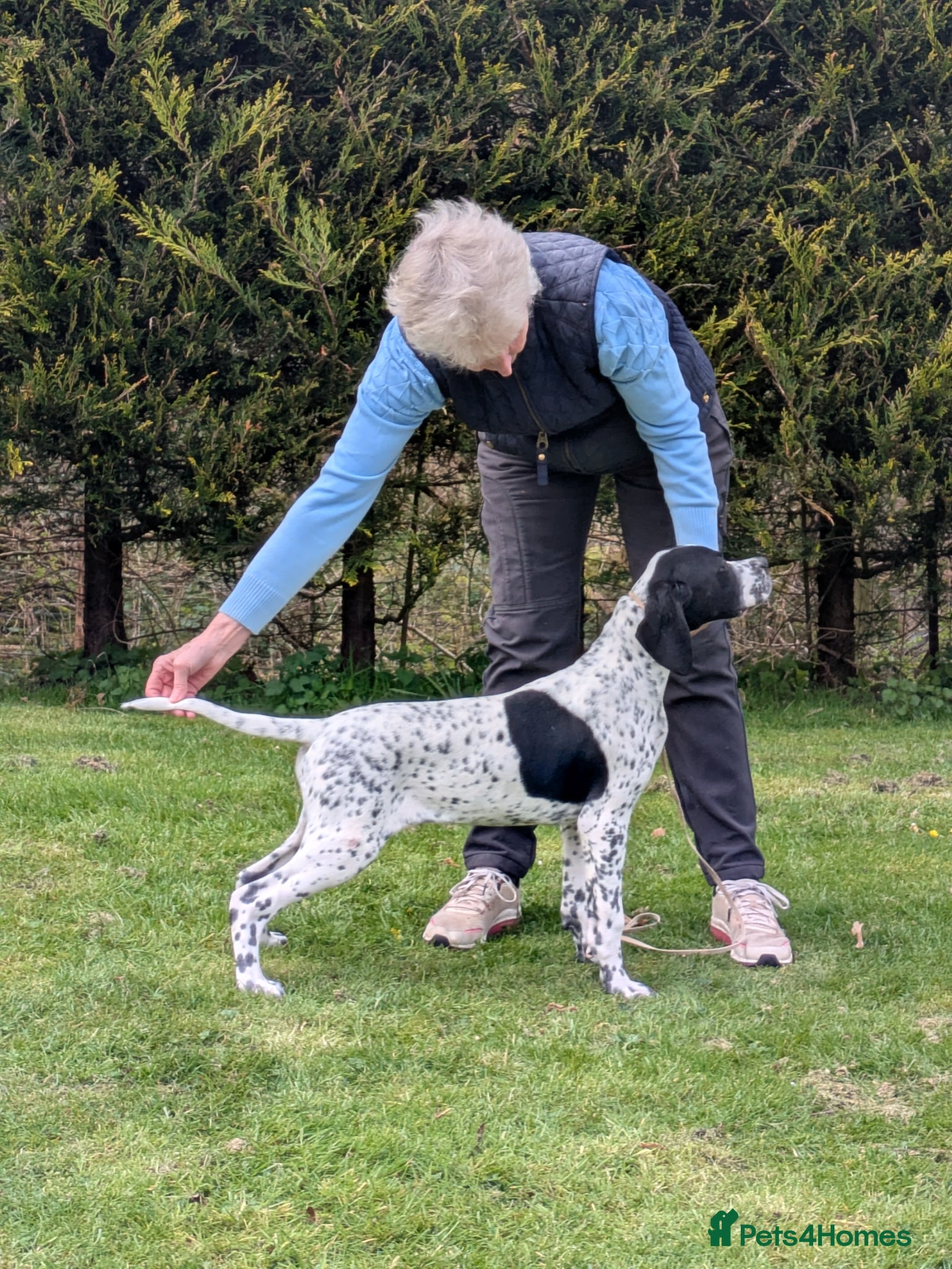 Pointer dogs Pointer - Advert 5