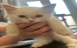 Ragdoll cats for sale: Ready Now!!!! 1 male Ragdoll - Image 5
