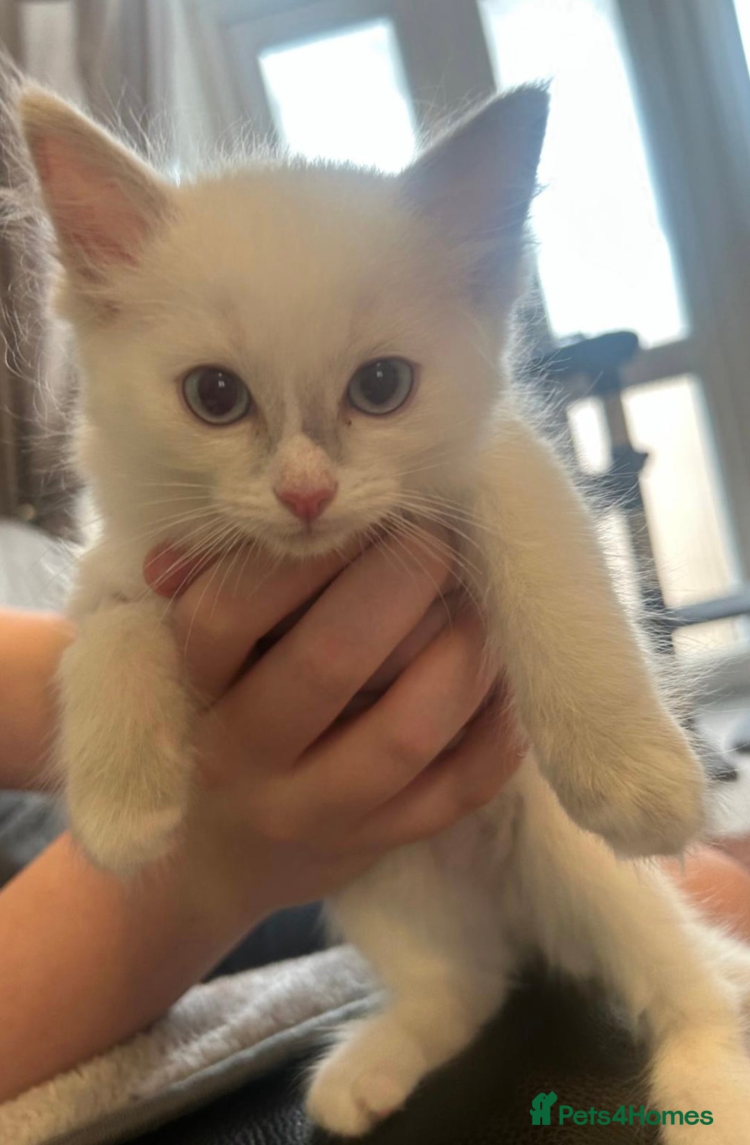 Ragdoll cats for sale: Ready Now!!!! 1 male Ragdoll - Image 5