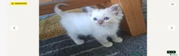 Ragdoll cats for sale: GCCF Lilac Ragdolls ready now  - Advert 2