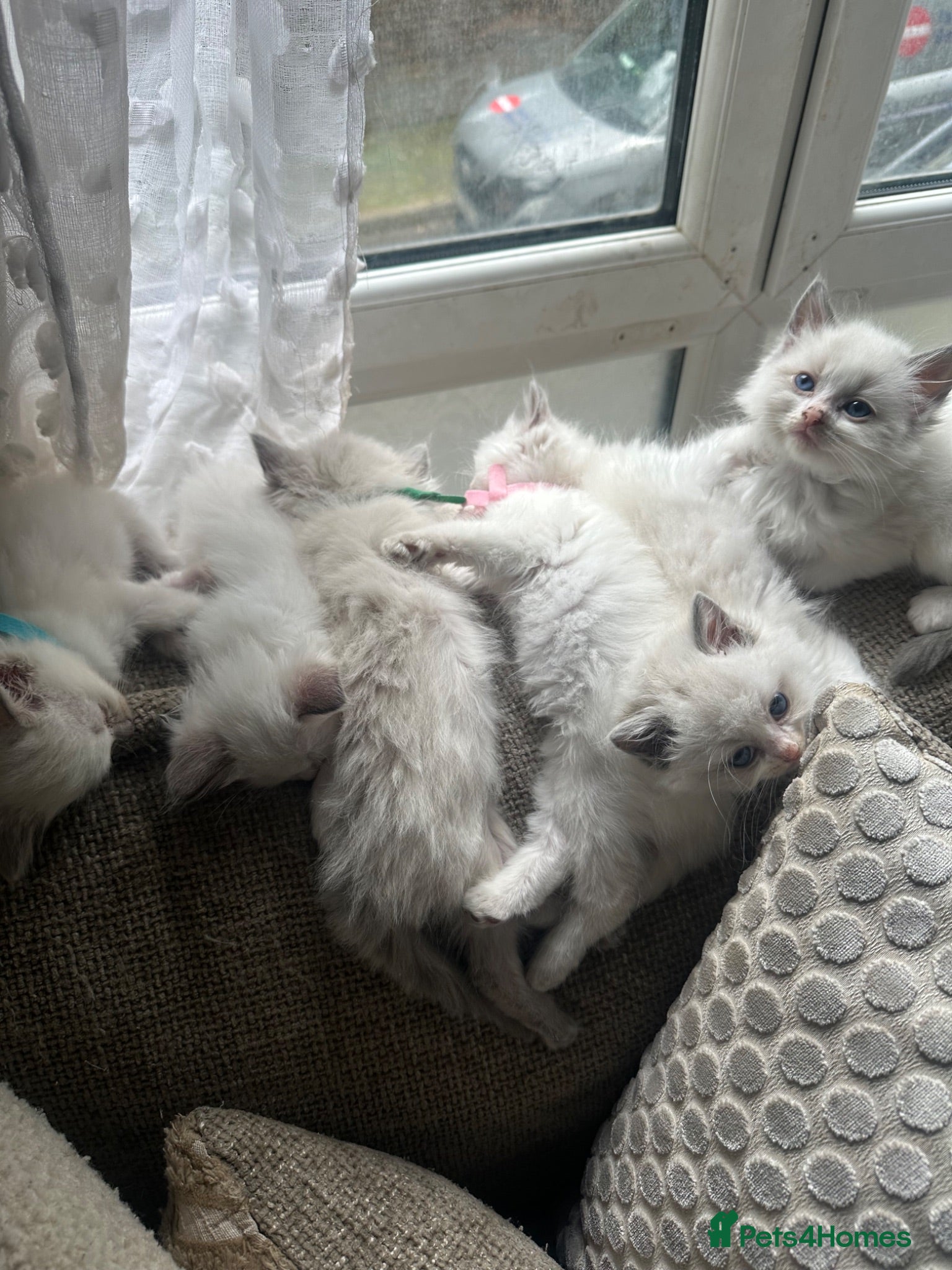 Ragdoll cats Stunning ragdoll babies for sale  - Advert 2
