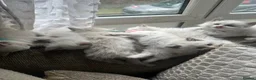 Ragdoll cats for sale: Stunning ragdoll babies for sale  - Advert 2