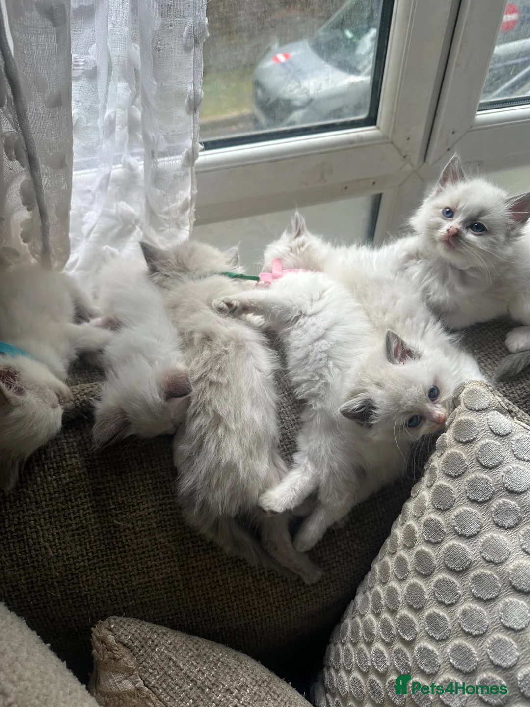 Ragdoll cats for sale: Stunning ragdoll babies for sale  - Advert 2