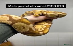 Python Snake reptiles for sale: Royal pythons for sale - Image 2