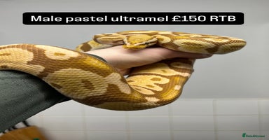 Python Snake reptiles - Advert 7