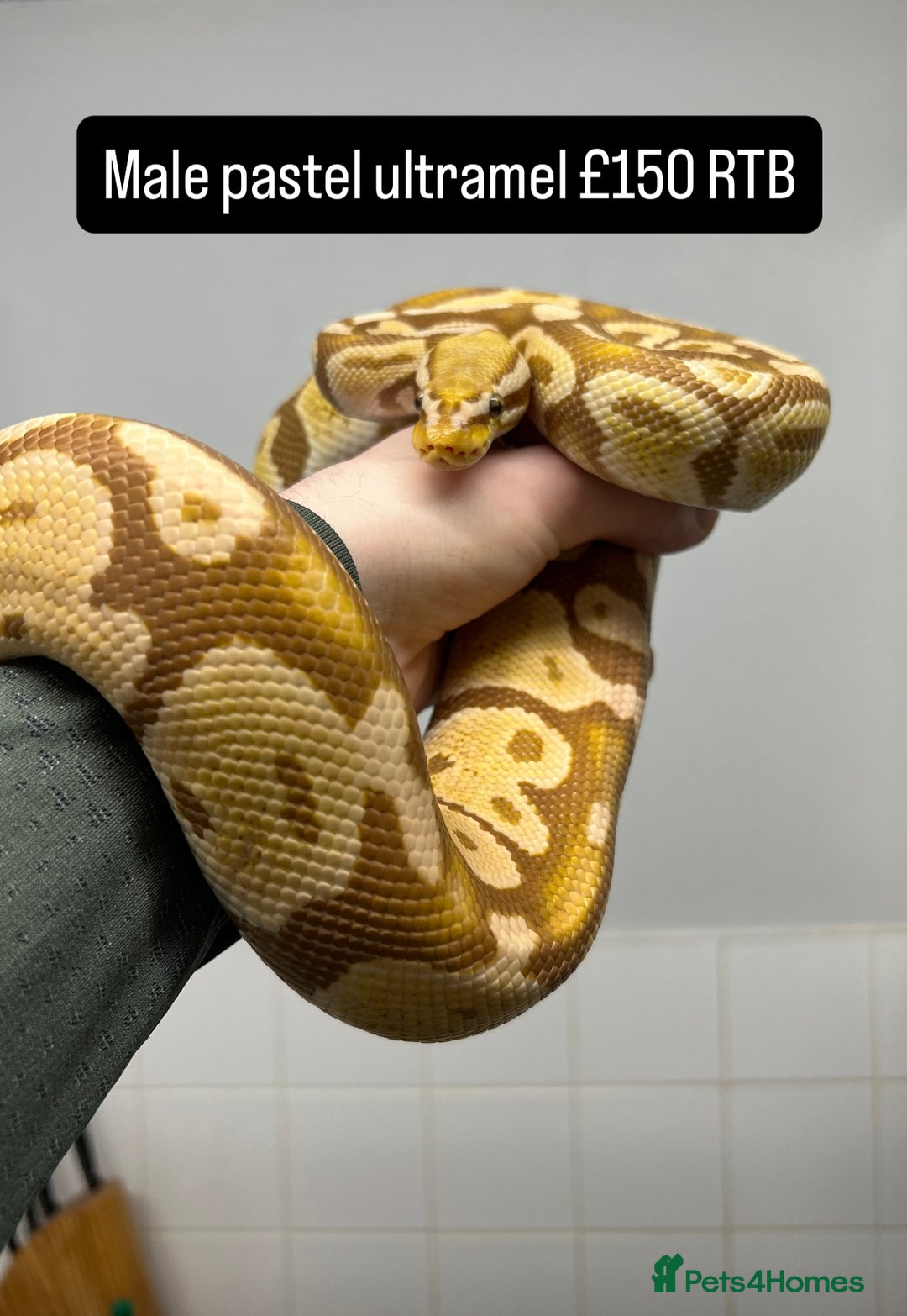 Python Snake reptiles for sale: Royal pythons for sale - Image 2
