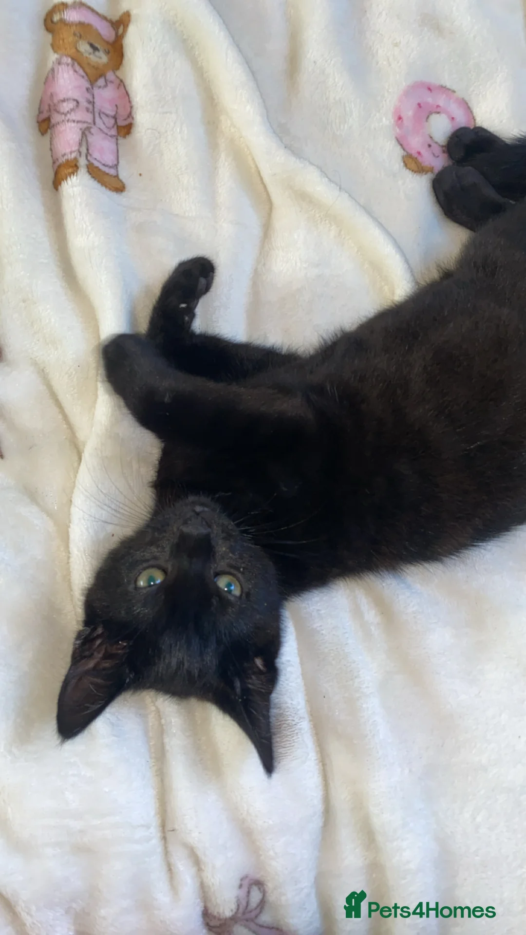 Mixed Breed cats for sale: boy kitten  in Leeds - Advert 2