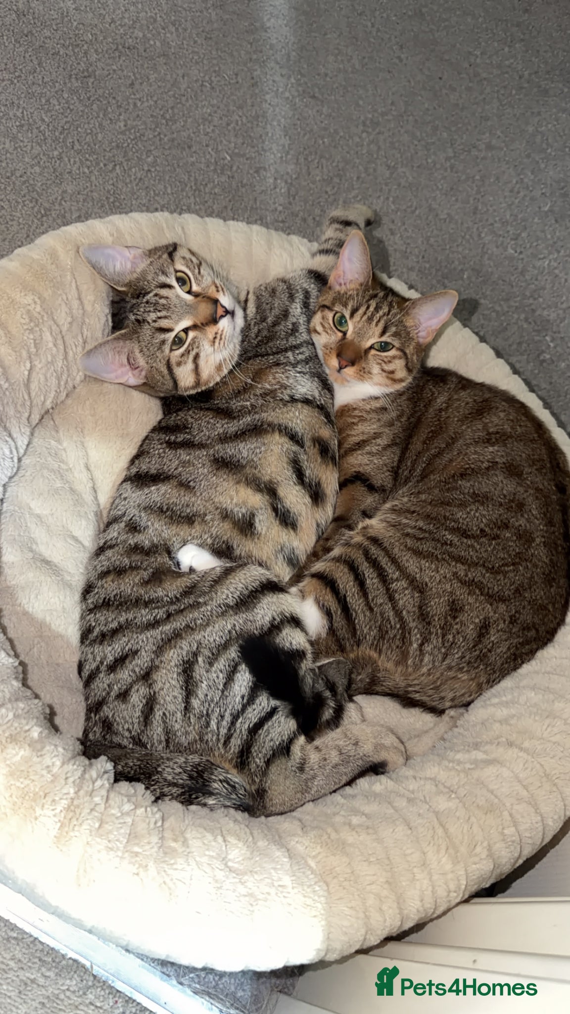 Mixed Breed cats Bengal X Tabby - Advert 2
