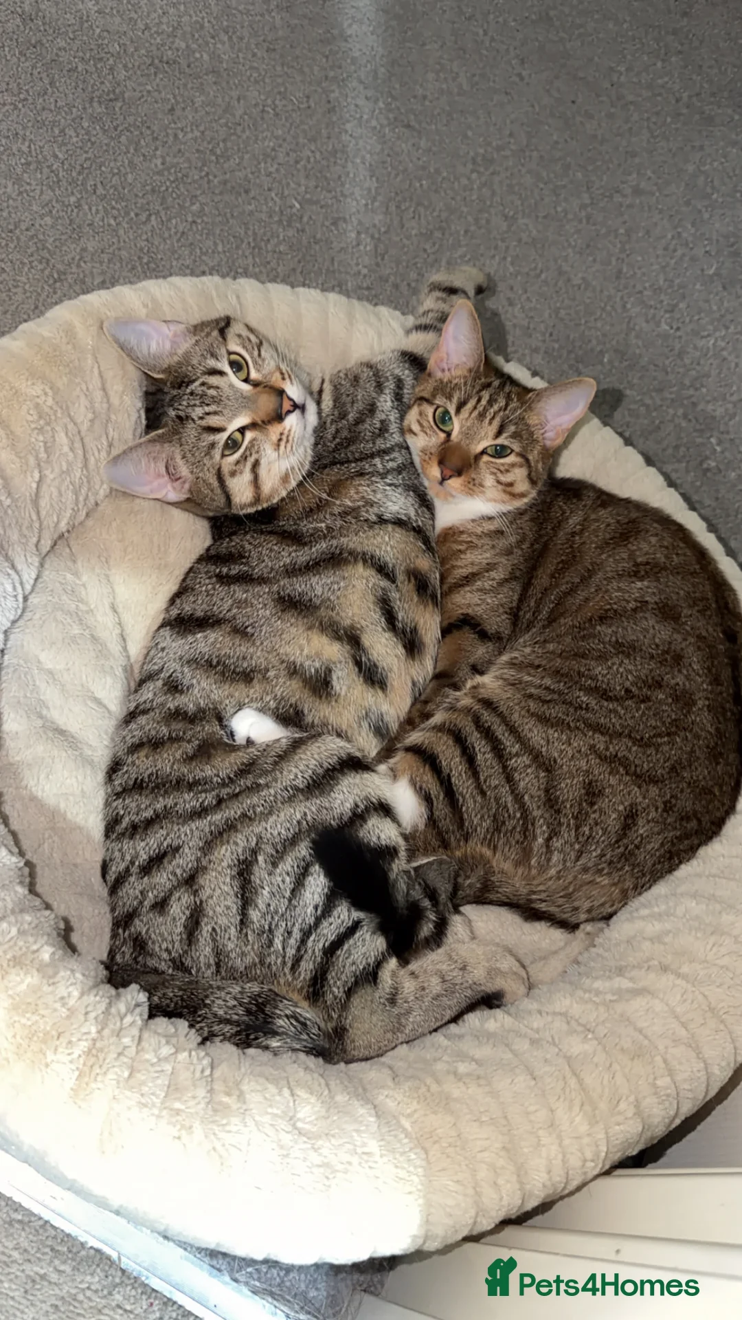 Mixed Breed cats for sale: Bengal X Tabby in Rochdale - Advert 1
