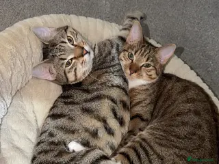 Mixed Breed cats Bengal X Tabby - Advert 1