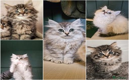 Siberian cats for sale: Beautiful Rare Pure Siberian Kittens For Sale. - Image 1