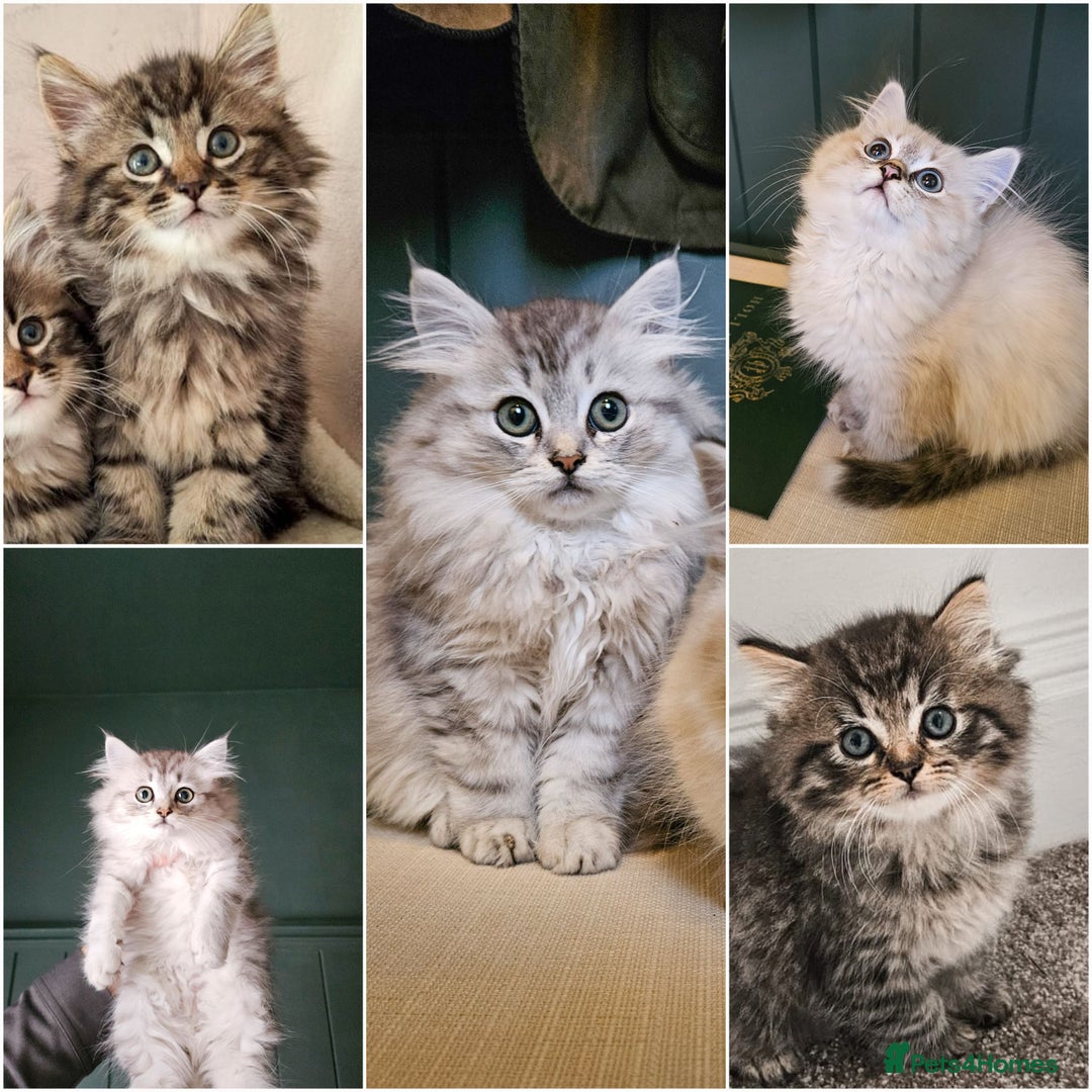 Siberian cats for sale: Beautiful Rare Pure Siberian Kittens For Sale. - Image 1