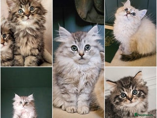 Siberian cats Beautiful Rare Pure Siberian Kittens For Sale. - Advert 8